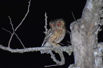 Japanese Scops Owl(pryeri) 沖縄本島 Mon, 4/27/2020