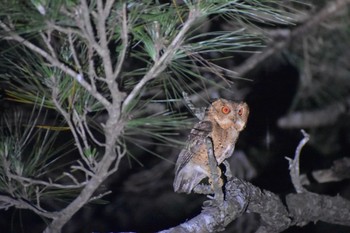 Japanese Scops Owl(pryeri) 沖縄本島 Tue, 5/12/2020