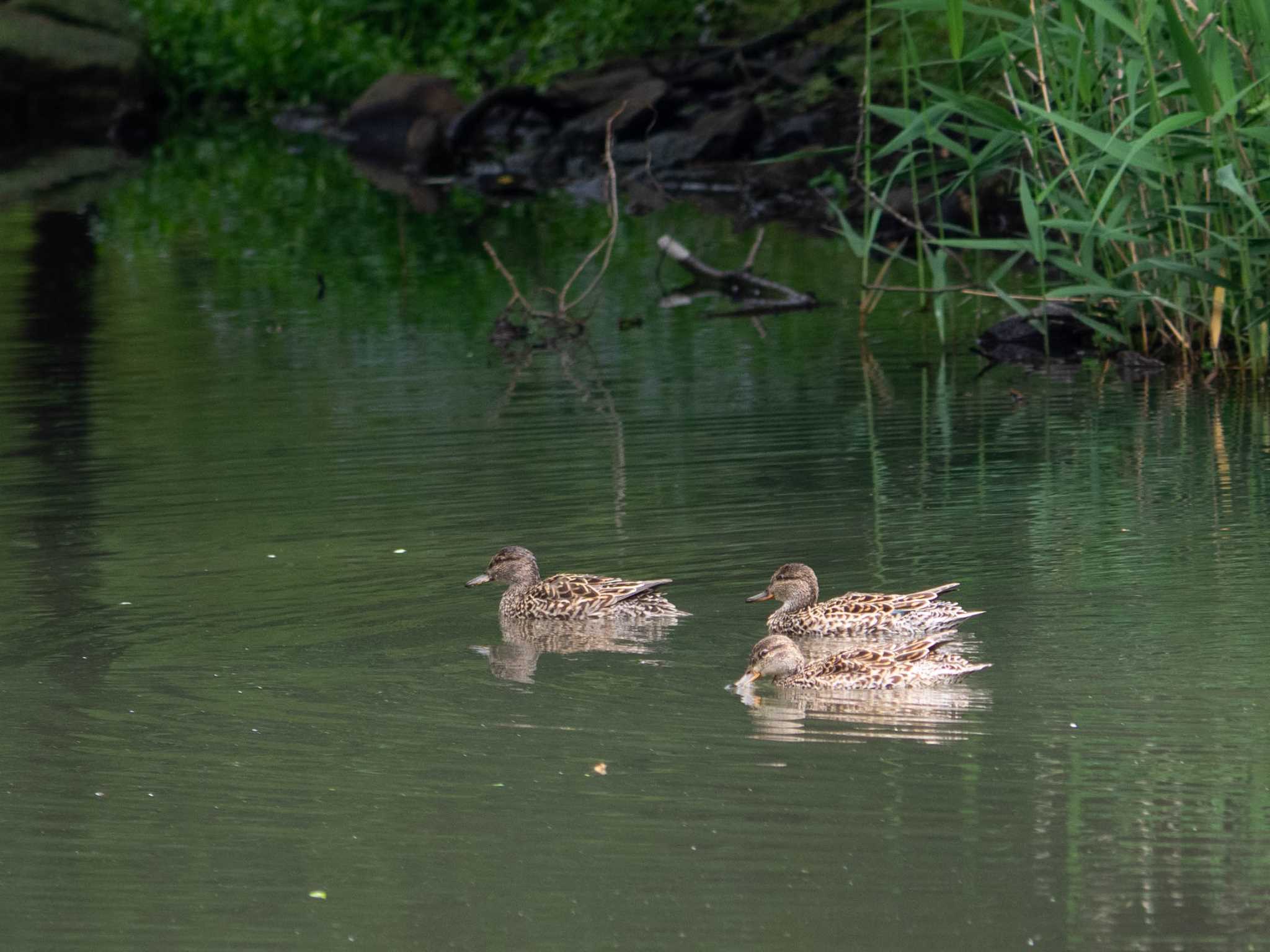 座間谷戸山公園 オカヨシガモの写真 by Tosh@Bird