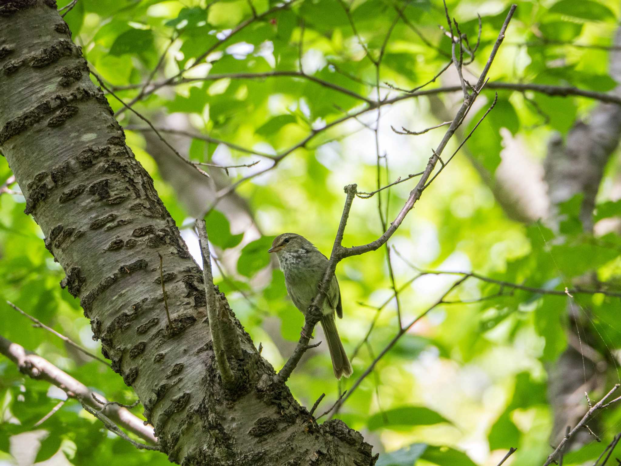 舞岡公園 ウグイスの写真 by Tosh@Bird