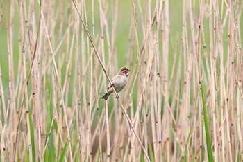 オオジュリン 東京港野鳥公園 2016年4月23日(土)