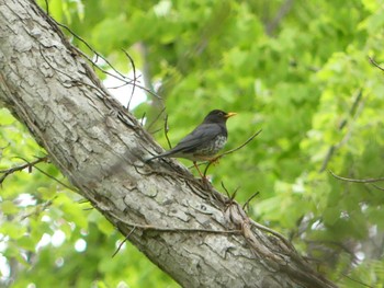 2020年5月17日(日) 野幌森林公園の野鳥観察記録