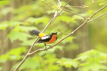 キビタキ 北海道 函館市 見晴公園 2020年5月17日(日)