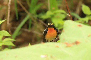 キビタキ 北海道 函館市 見晴公園 2020年5月17日(日)