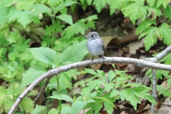 コサメビタキ 北海道 函館市 見晴公園 2020年5月17日(日)