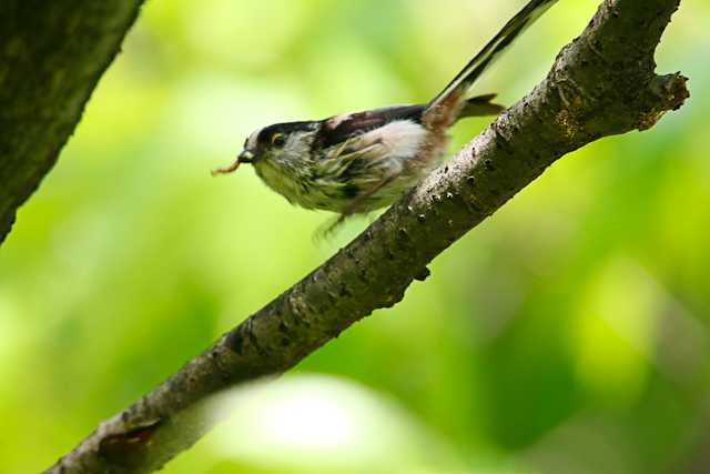 東京港野鳥公園 エナガの写真 by natoto