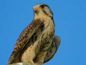 Common Kestrel 野田市 Sun, 5/17/2020