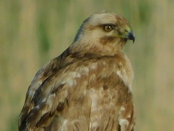 Eastern Buzzard 野田市 Mon, 5/11/2020