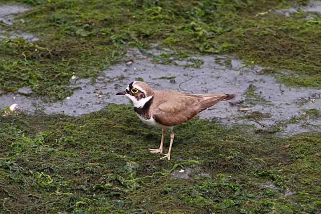 東京港野鳥公園 コチドリの写真 by natoto