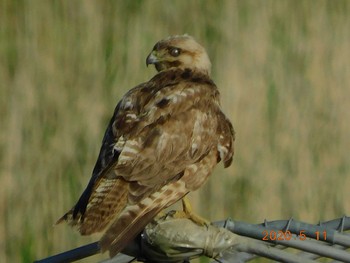 Eastern Buzzard 野田市 Mon, 5/11/2020