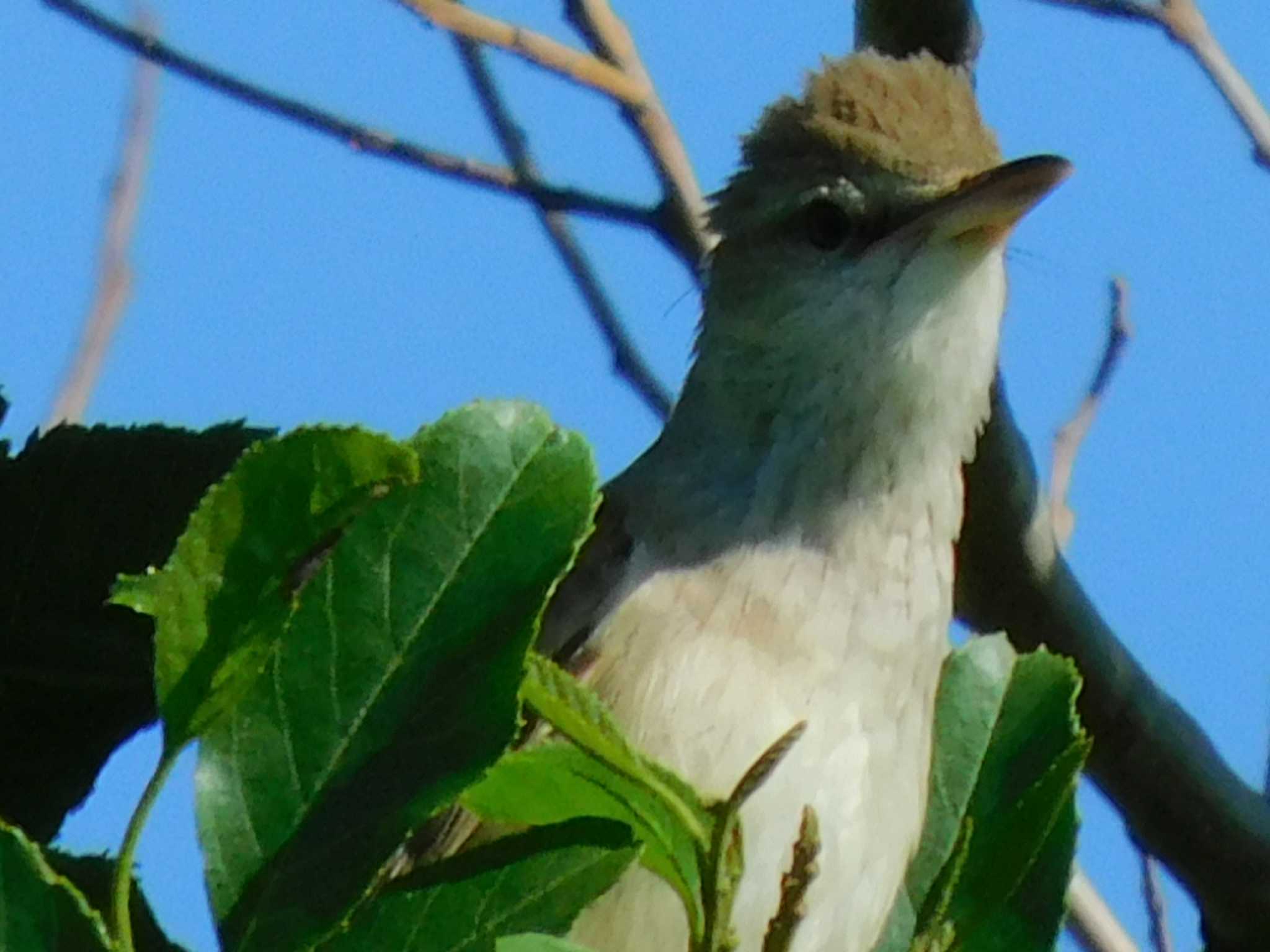 この野鳥の種類を教えてください！ by スガユー