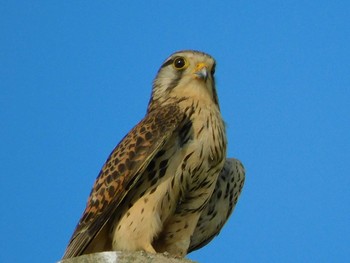 Common Kestrel 野田市 Sun, 5/17/2020