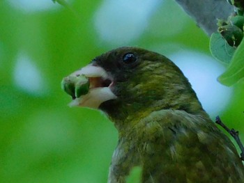 Grey-capped Greenfinch 春日部市 Mon, 5/11/2020