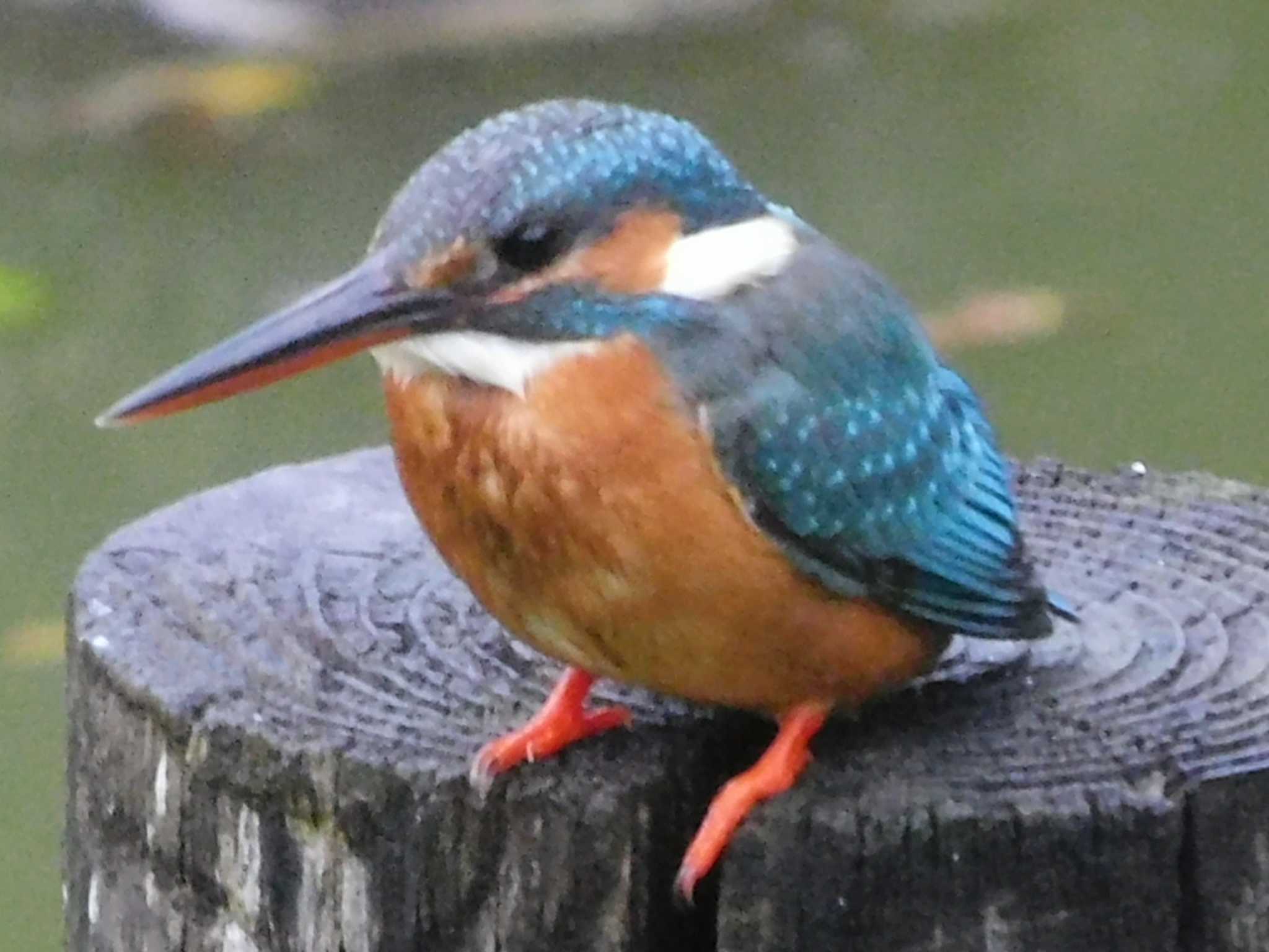 Photo of Common Kingfisher at 野田市 by スガユー