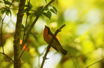 Narcissus Flycatcher 東京都 Sat, 5/2/2020