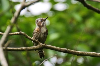 Japanese Pygmy Woodpecker 新潟市 Sun, 5/17/2020