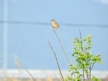 セッカ 宮城県 鳥の海 2020年5月17日(日)