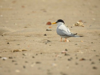 コアジサシ 宮城県 鳥の海 2020年5月17日(日)