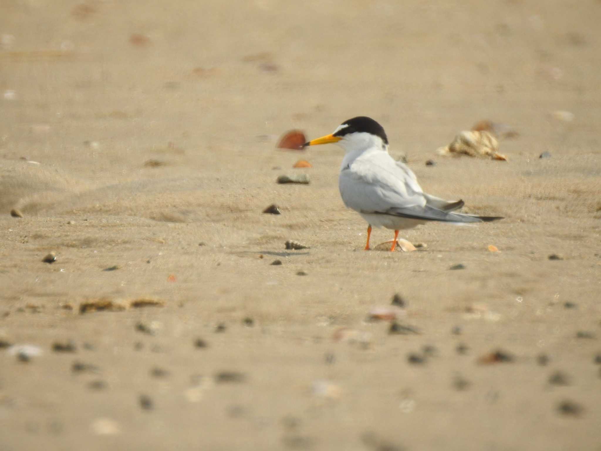 宮城県 鳥の海 コアジサシの写真 by しゅーと