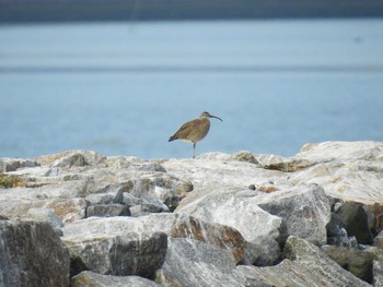 チュウシャクシギ 宮城県 鳥の海 2020年5月17日(日)