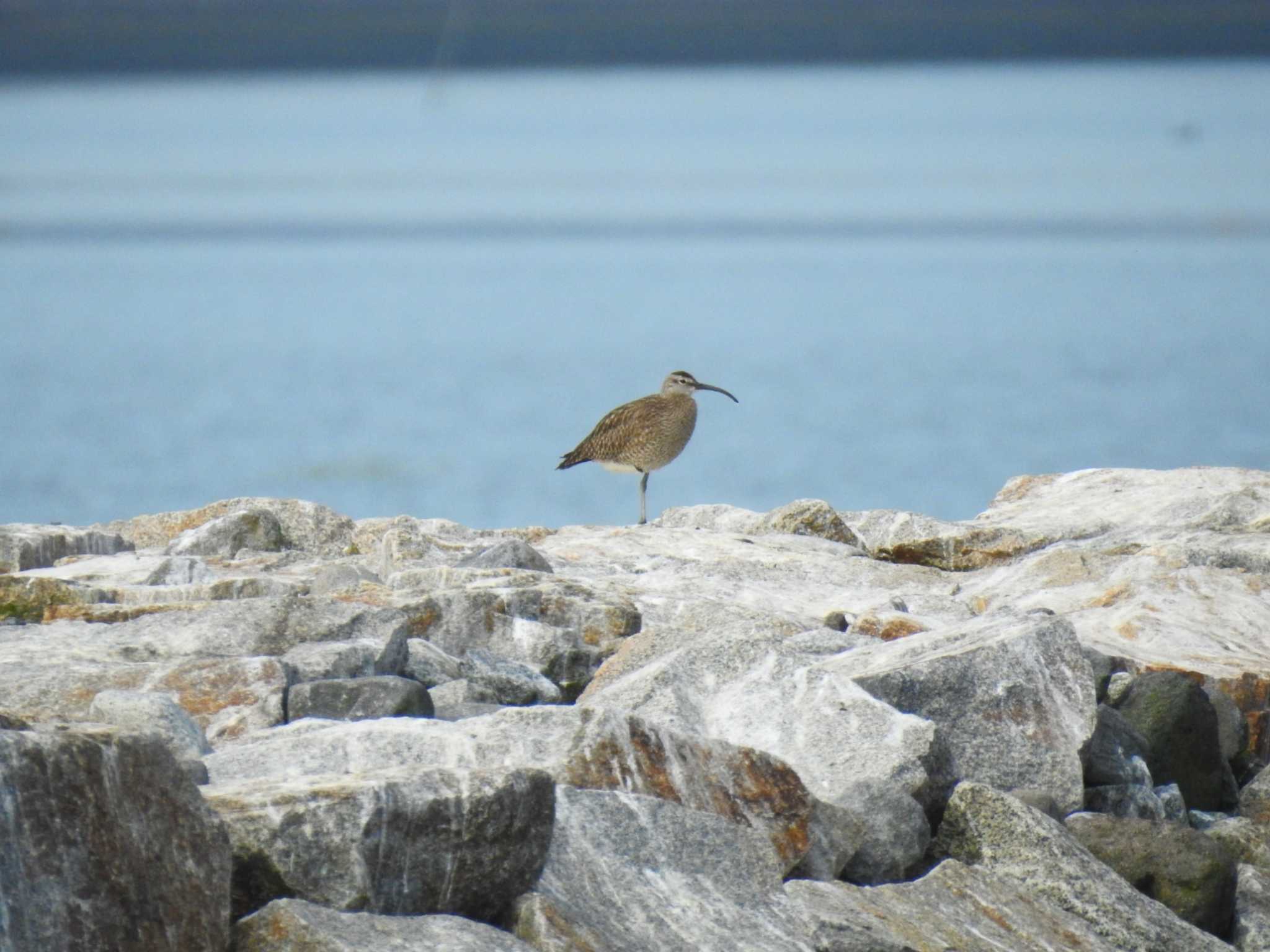 宮城県 鳥の海 チュウシャクシギの写真 by しゅーと