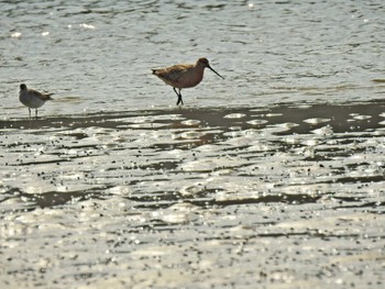 オオソリハシシギ 宮城県 鳥の海 2020年5月17日(日)