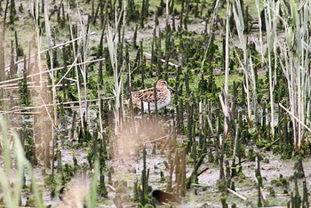 タシギ 東京港野鳥公園 2016年4月23日(土)