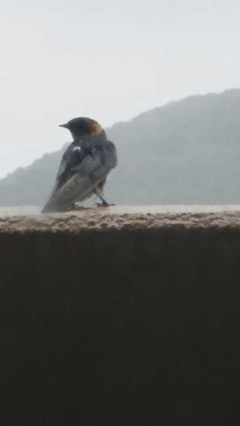 Red-rumped Swallow 和歌山県和歌山市 Sun, 10/22/2017