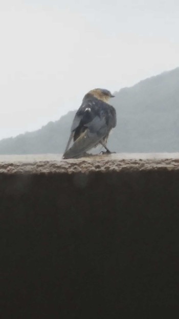 Red-rumped Swallow 和歌山県和歌山市 Sun, 10/22/2017