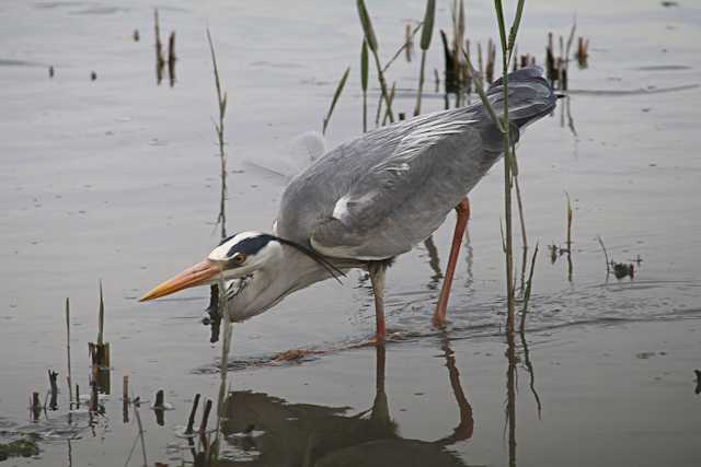 東京港野鳥公園 アオサギの写真 by natoto