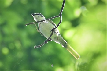 サンショウクイ 栃木県民の森 2020年5月17日(日)