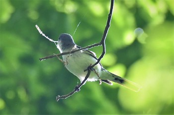 サンショウクイ 栃木県民の森 2020年5月17日(日)