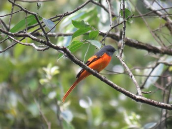 Grey-chinned Minivet Cat Tien National Park Unknown Date