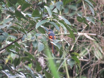 Grey-chinned Minivet Cat Tien National Park Unknown Date