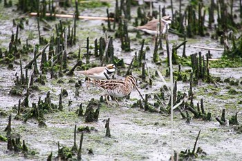 タシギ 東京港野鳥公園 2016年4月23日(土)