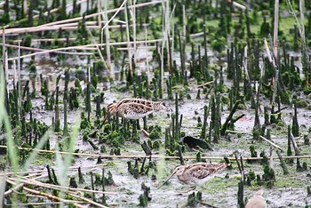 タシギ 東京港野鳥公園 2016年4月23日(土)