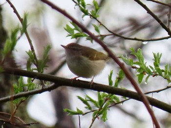 Sakhalin Leaf Warbler 北海道　空知 Thu, 5/7/2020