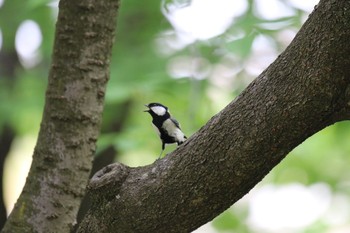 Fri, 5/15/2020 Birding report at Osaka castle park
