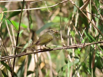 Eastern Crowned Warbler 泉佐野市 Sun, 5/17/2020