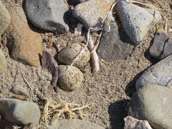 Kentish Plover 泉南市 Mon, 5/11/2020