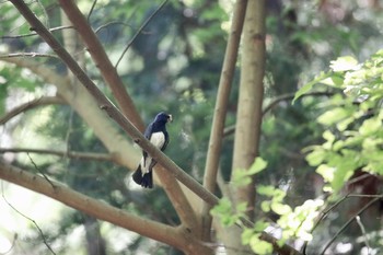 Blue-and-white Flycatcher 泉佐野市 Sun, 5/17/2020