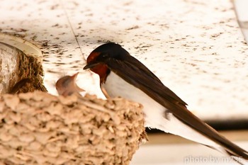 Barn Swallow 近所の売店の軒下 Sun, 5/17/2020