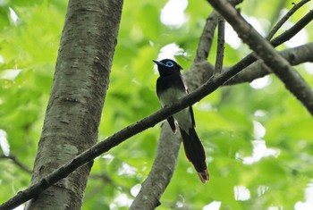 サンコウチョウ 場所が不明 2020年5月18日(月)