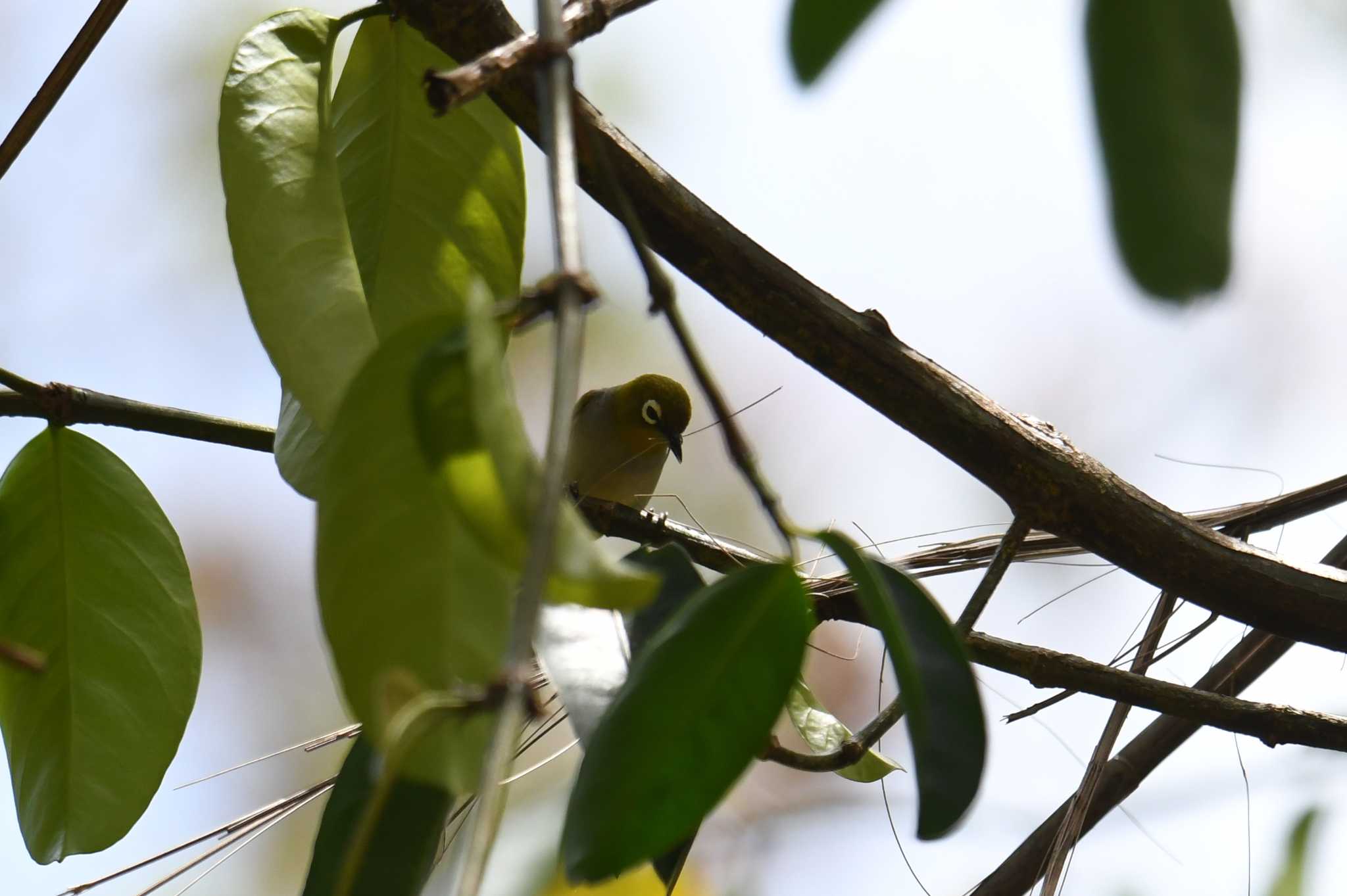 Photo of Silvereye at Iron Range National Park by あひる