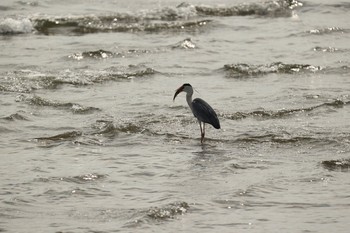 Grey Heron 甲子園浜(兵庫県西宮市) Sun, 5/17/2020