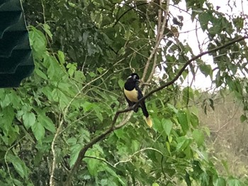 Plush-crested Jay