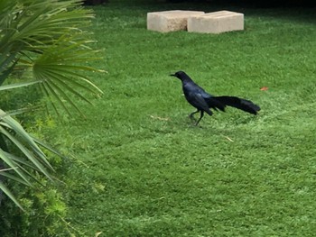 Great-tailed Grackle アメリカ　オースチン Fri, 5/3/2019