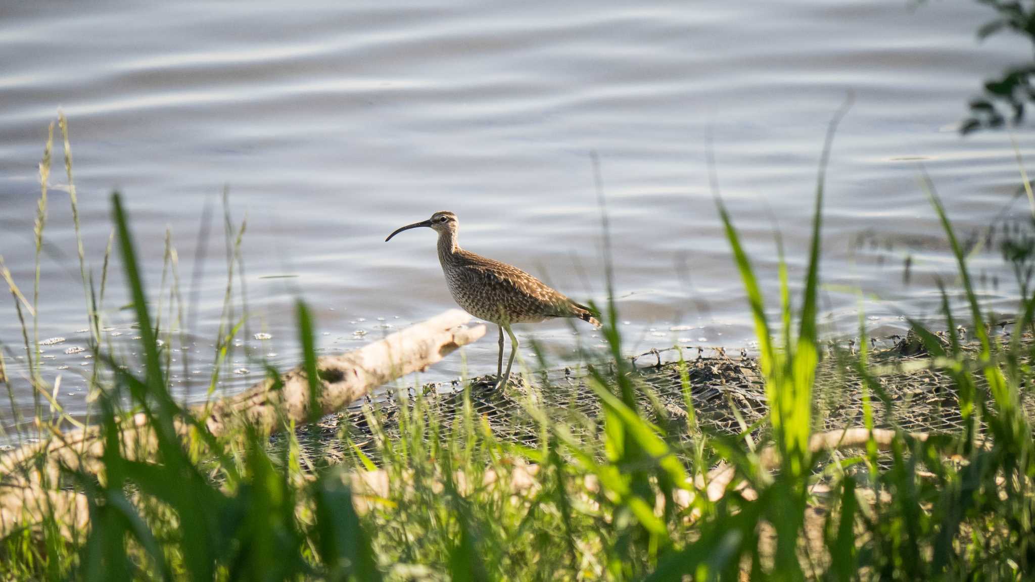 多摩川 チュウシャクシギの写真 by Tosh@Bird