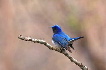 Blue-and-white Flycatcher 羅臼ビジターセンター Sun, 5/12/2019