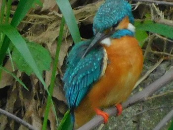 Common Kingfisher 野田市 Mon, 5/18/2020